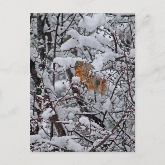 リス雪の木 ポストカード (正面)