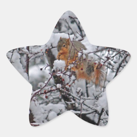 リス雪の木 星シール (正面)
