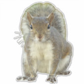 リス顔から顔 シール (正面)