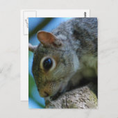 リス顔はがき ポストカード (正面/裏面)