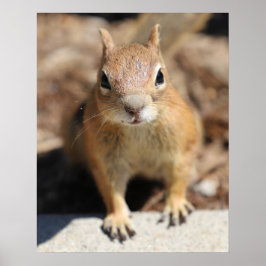 リス顔 ポスター