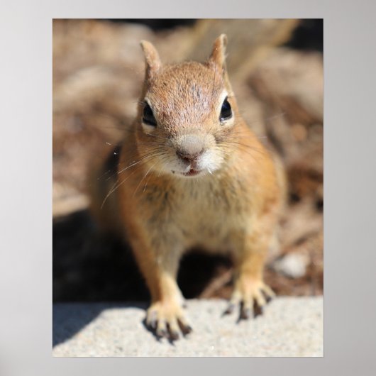 リス顔 ポスター (正面)