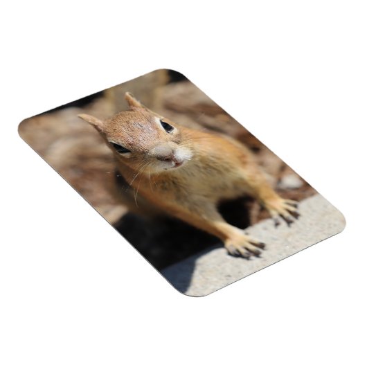 リス顔 マグネット (右側)