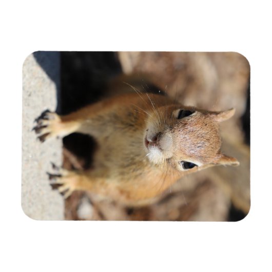 リス顔 マグネット (横)