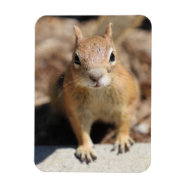 リス顔 マグネット