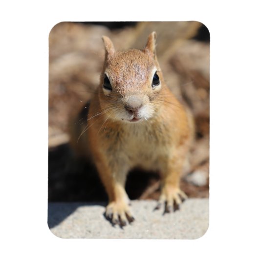 リス顔 マグネット (縦)