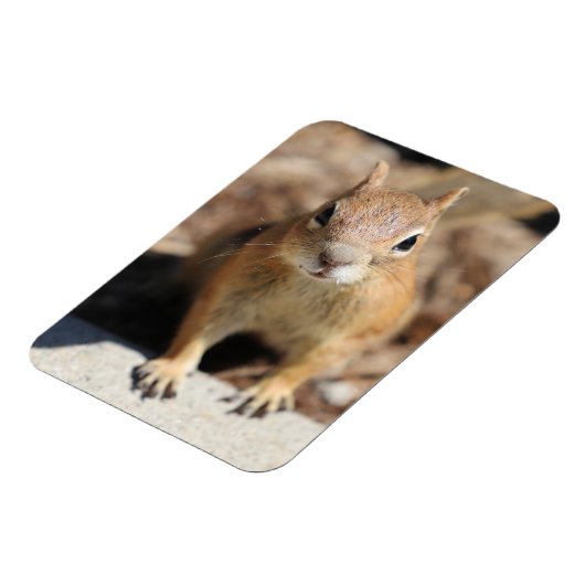 リス顔 マグネット (左側)