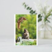 リス飛んでいるク ポストカード (スタンド正面)