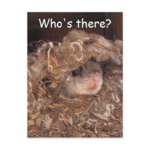 リス飛んでいるルはがき