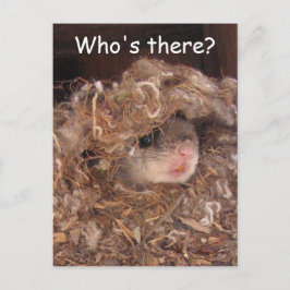 リス飛んでいるルはがき ポストカード