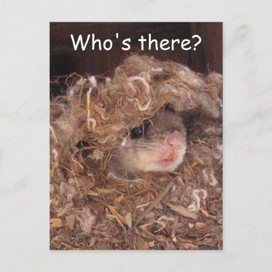 リス飛んでいるルはがき ポストカード (正面)