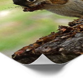 リス食べルの円錐 ポスター (角)