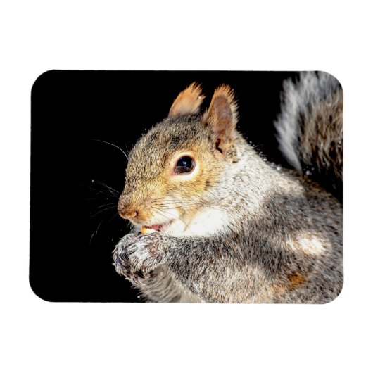 リス食べルの木の実 マグネット (横)