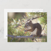 リス食べルの松のコーン2 ポストカード (正面/裏面)