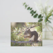 リス食べルの松のコーン2 ポストカード (スタンド正面)