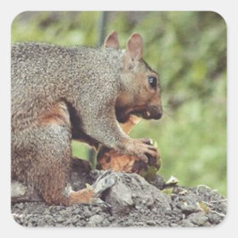 リス食べル病 スクエアシール