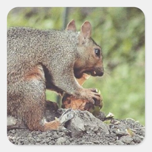 リス食べル病 スクエアシール (正面)