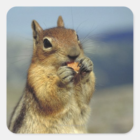 リス食べル病 スクエアシール (正面)