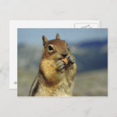 リス食べル病 ポストカード (正面/裏面)