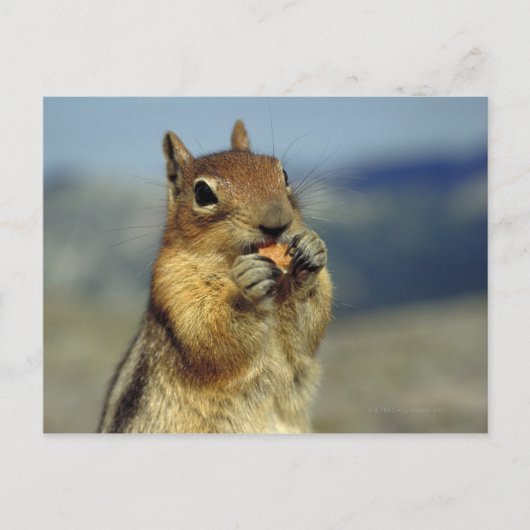 リス食べル病 ポストカード (正面)