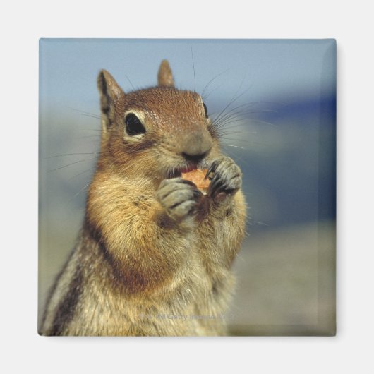 リス食べル病 マグネット (正面)