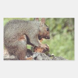 リス食べル病 長方形シール