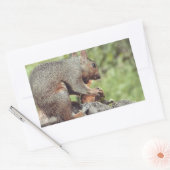 リス食べル病 長方形シール (封筒)