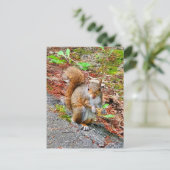 リス食べル食品 ポストカード (スタンド正面)