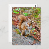 リス食べル食品 ポストカード (正面/裏面)