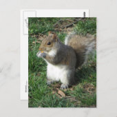 リス食べ物を与えル ポストカード (正面/裏面)