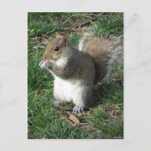 リス食べ物を与えル ポストカード (正面)