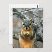 リス食べ物ルのナッツ ポストカード (正面/裏面)