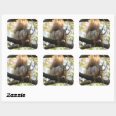 リス食べ物ルの木の枝にナットかわいいステッカー スクエアシール (シート)