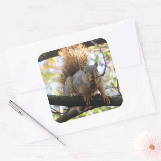 リス食べ物ルの木の枝にナットかわいいステッカー スクエアシール (封筒)