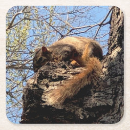 リス飲料コースター スクエアペーパーコースター