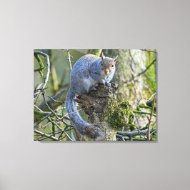 リス キャンバスプリント