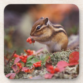 リス コースター (正面)