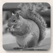 リス コースター (正面)