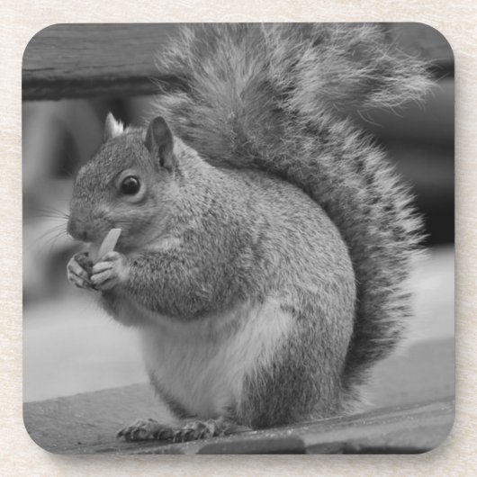 リス コースター (正面)