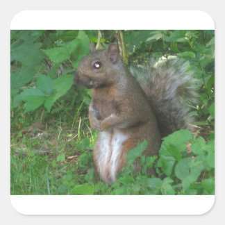 リス スクエアシール