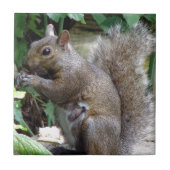 リス タイル (正面)