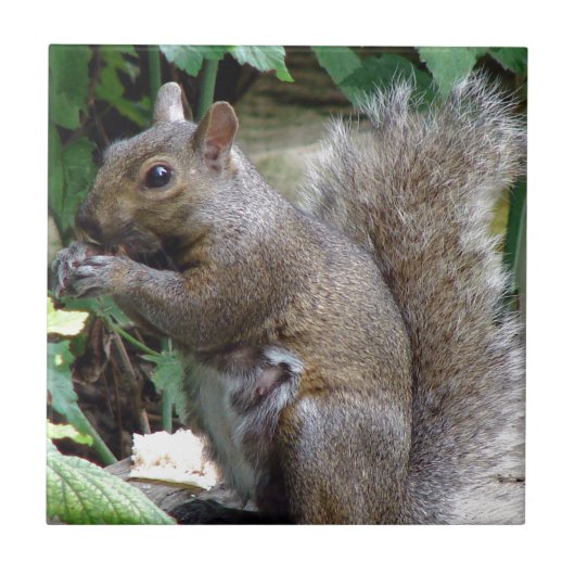 リス タイル (正面)