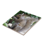 リス タイル (側面)