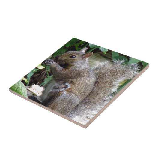 リス タイル (側面)