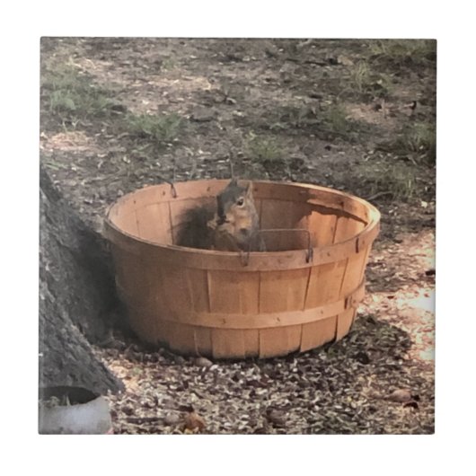 リス タイル (正面)