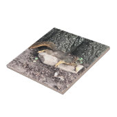 リス タイル (側面)