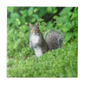 リス タイル (正面)