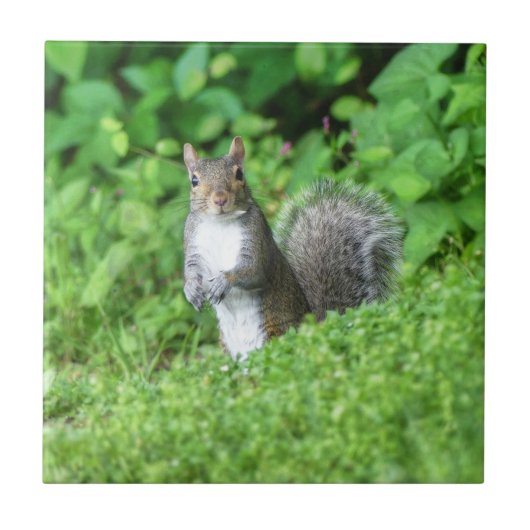 リス タイル (正面)