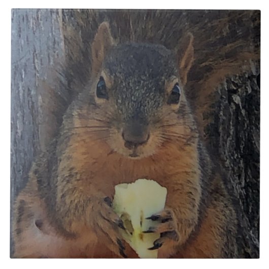 リス タイル (正面)