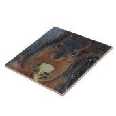 リス タイル (側面)